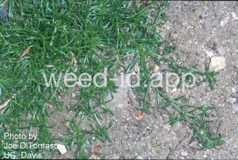 pearlwort, dwarf